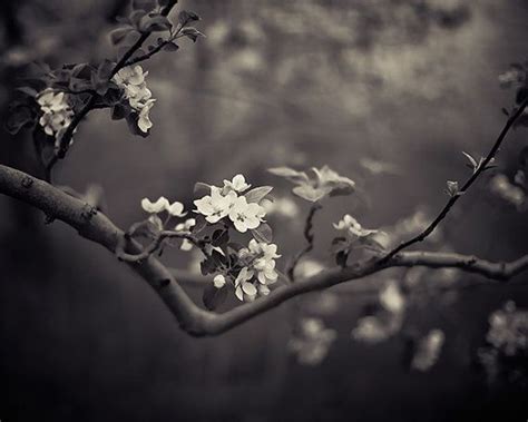 Black And White Nature Art Photography Pinterest