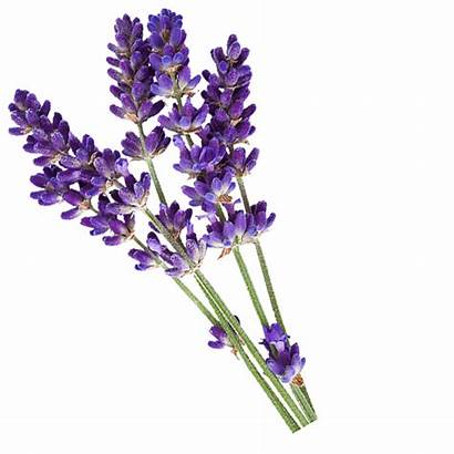 Lavender Clipart Flower Transparent Flowers French Oil