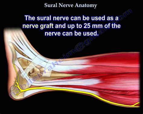 Sural Nerve Anatomy Everything You Need To Know Dr Nabil Ebraheim