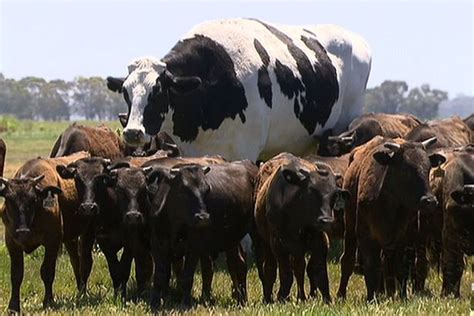 In anarchy reigns, big bull runs a gang out of an abandoned foundry in altambra. 'Mutant' Belgian Blue bull stuns with shockingly muscle ...