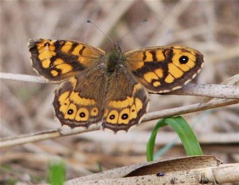 Wall Brown Butterfly Norfolk Wildlife Trust