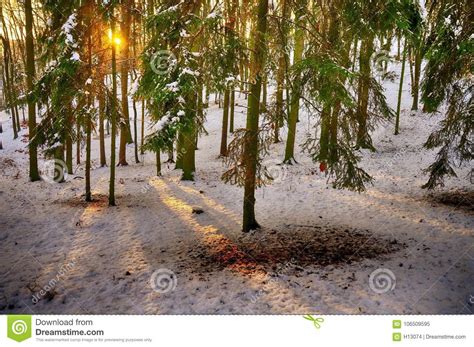 Forest At Sunset After First Snowfall In The Winter Season Stock Image