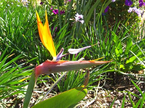 The bird of paradise is a species of flowering plant indigenous to south africa. Catherine South: South African Summer Flowers
