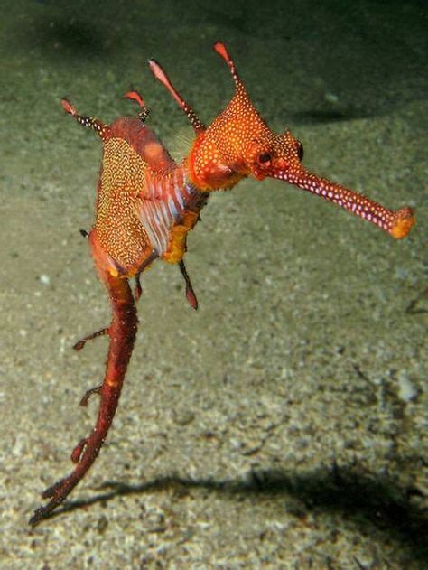 140 The Amazing Seahorse Ideas Seahorse Sea Dragon Ocean Creatures