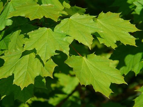 Free Photo Maple Maple Leaves Leaf Tree Free Image On Pixabay 55811