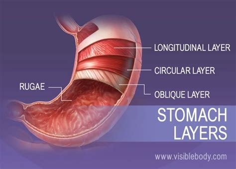The 4 Smooth Muscle Layers Of The Stomach Digestive System Medical