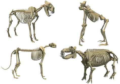 A nomadic family in mongolia's gobi desert faces a problem when a white camel colt is born in a difficult delivery and the mother rejects it. Animal Skeleton 3D Models | CGTrader
