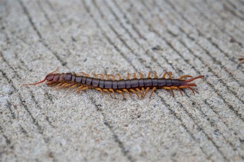Everything San Diego Residents Must Know Of Massive Centipede