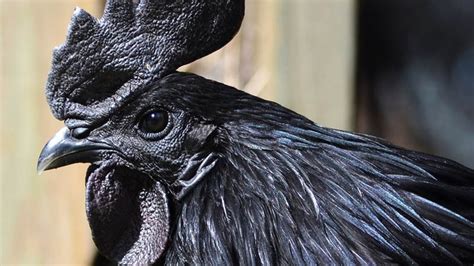 Indonesias Jet Black Chickens Are The Dark Side Of Poultry Munchies