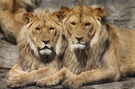 Zeven Ontsnapte Leeuwen Uit Nationaal Park Gedood In Zuid Afrika