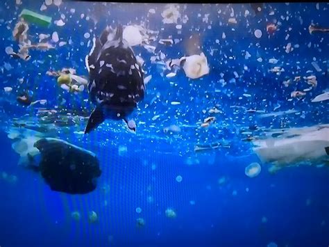 Plastics Kill Marine Life