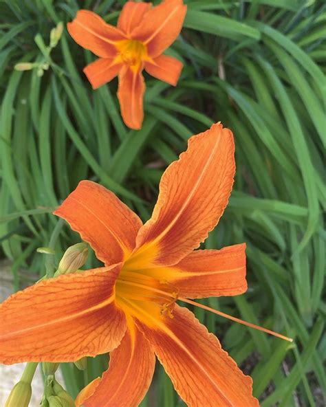 Lilies In A Wonderful Orange Color Blooming Now Once A Year Bloom