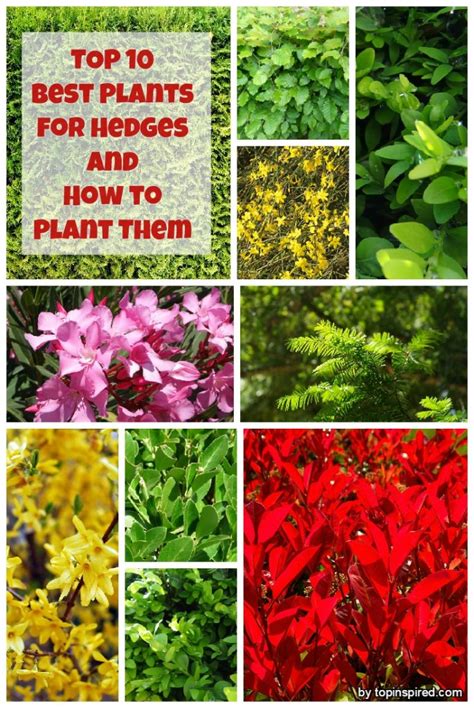 Check spelling or type a new query. TOP 10 Best Plants for Hedges and How to Plant Them