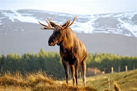 10 Places To See And Things To Do In Aviemore And The Cairngorms Dog