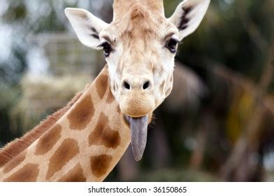 Giraffe sticking its tongue out. Giraffe Tongue Images, Stock Photos & Vectors | Shutterstock