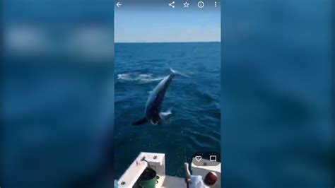 7 Foot Mako Shark Jumps Onto Fishing Boat In Maine Wfla