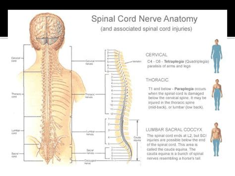 Brain And Spinal Cord Notes Science Quizizz