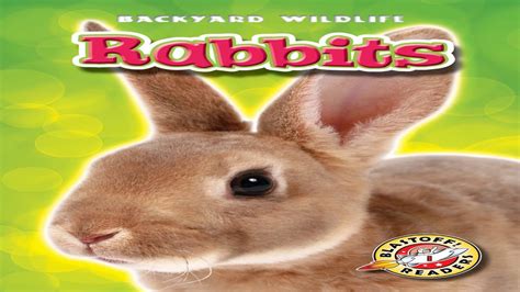 Rabbits Youtube