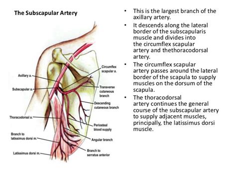 Upper Limbs Arteries And Veins