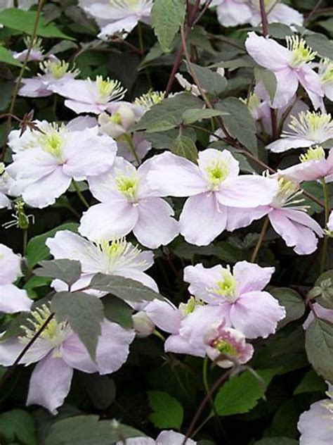 Check spelling or type a new query. Clematis Montana Mayleen -- Bluestone Perennials ...
