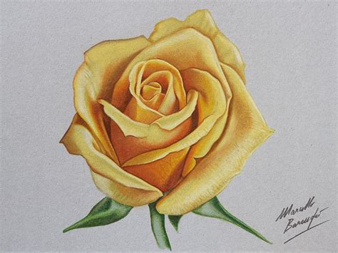Watch On Youtube How I Draw This Yellow Rose Youtube