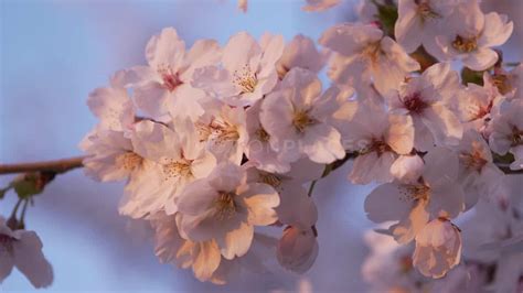 Spring Cherry Blossom Stock Footage | Motion Places