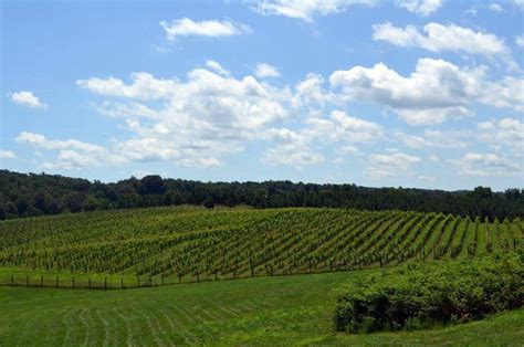 North Carolina Wineries History 🍇 Wineries And Vineyards For Sale