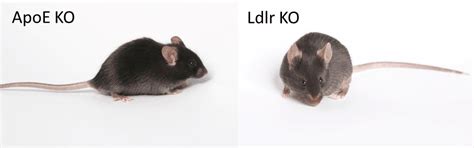 Which Jax Mouse Model Is Best For Atherosclerosis Studies Apoe Or Ldlr