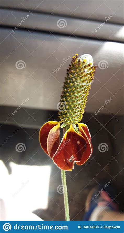 Wildflowers Of West Texas Stock Photo Image Of Wildflowers 150154870