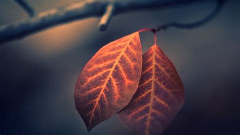 Photography Nature Leaves Macro Branch Fall Wallpapers Hd