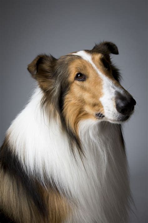 46 Best Lassie Images On Pinterest Tv Series My Childhood And