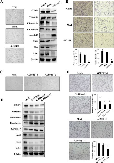 Silencing Of G3bp1 Suppresses The Mesenchymal Phenotype And Inhibits