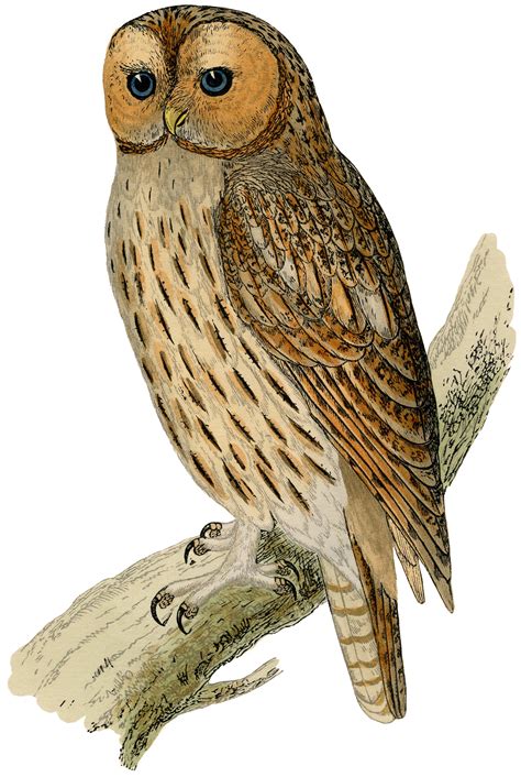Tawny Owl Clipart 20 Free Cliparts Download Images On Clipground 2023