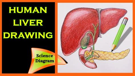 7690981229for any query tell me in comment section.for notes visit my fb page.facebook. Diagram Of The Liver - exatin.info