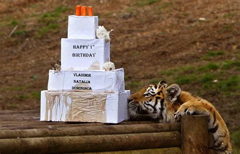 Adorable Animals Celebrating Their Birthday