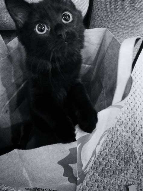 Cute Black Cat With Big Eyes Blank Template Imgflip