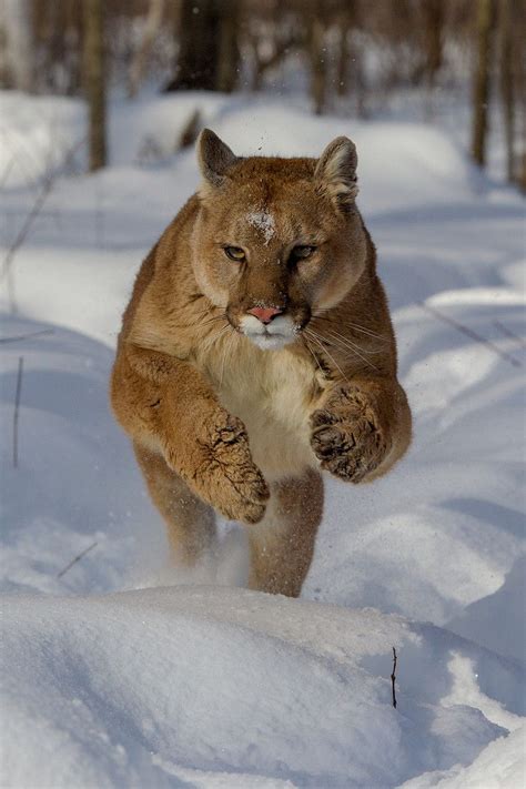 Desvre Animals Beautiful Big Cats Mountain Lion