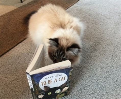 Ten Literate Book Loving Cats Reading Books About Cats
