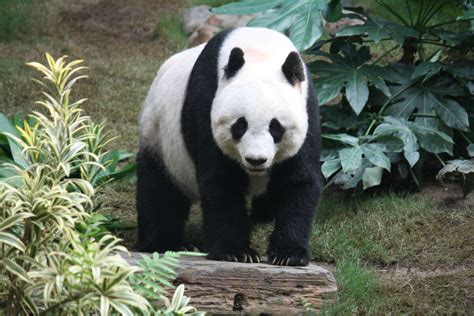 Giant Panda Vs Battles Wiki Fandom
