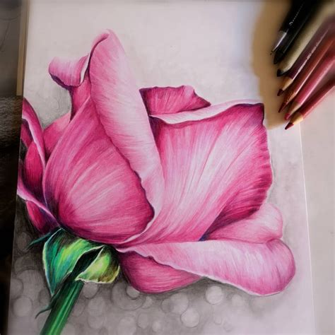 How To Draw A Realistic Flower With Color