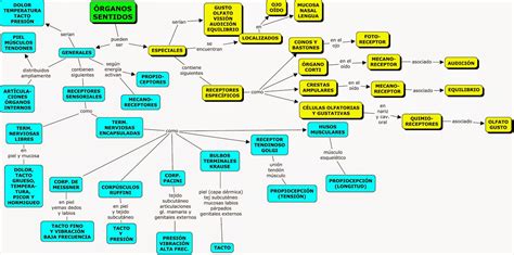 36 Mapa Mental Mixto Sobre Los Organos Sensoriales Simple Campor