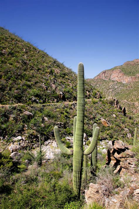 Cactus removal services in tucson. Giant Saguaro Cactus, Saguaro National Park Stock Photo ...