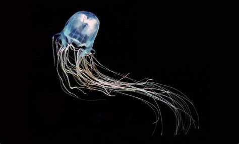 Medusa Avispa De Mar Características Qué Come Dónde Vive