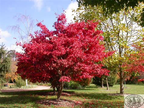 'trompenburg' 'twombly red sentinel' var. Winter Hill Tree Farm: Japanese Osakazuki Maple — Acer ...
