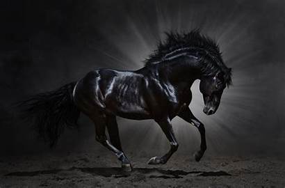 Horse Wallpapers Backgrounds Animal