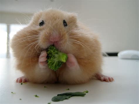 Hamsters Caught Stuffing Their Stupid Fat Faces