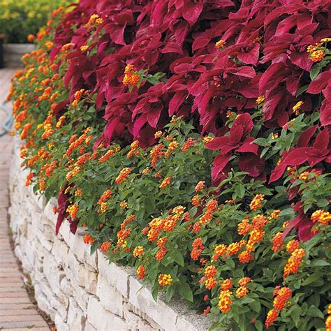 Make Your Home Garden Look Even More Beautiful With A Flower Bed Coleus