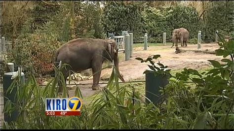 Woodland Park Zoo To Move Elephants To Oklahoma City Zoo
