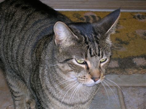 Filetabby Cat Wikimedia Commons