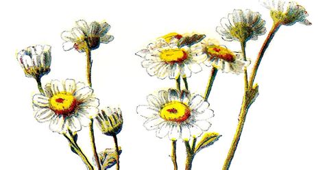 Antique Images Stock Wildflower Images Botanical Flower Clip Art